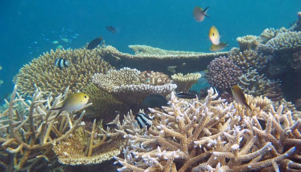 Un 40% de los peces de arrecifes de coral podrían desaparecer por el cambio climático