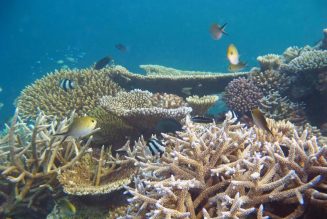 Un 40% de los peces de arrecifes de coral podrían desaparecer por el cambio climático