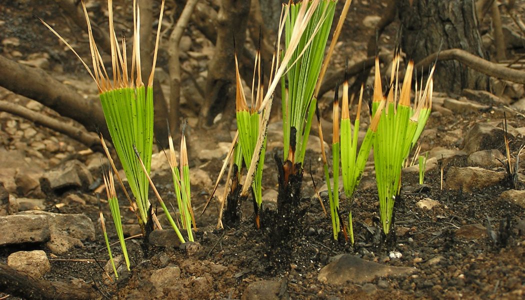 La mejor manera de reforestar Sierra Bermeja