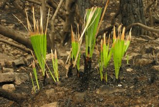 La mejor manera de reforestar Sierra Bermeja