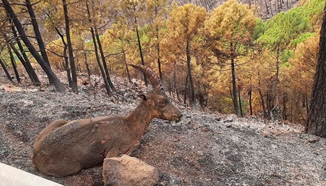 Más de 2.600 los desalojados por el incendio forestal en Sierra Bermeja