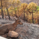 Más de 2.600 los desalojados por el incendio forestal en Sierra Bermeja