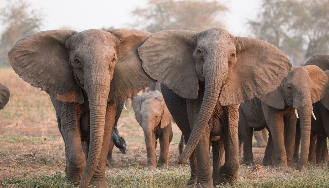 La caza furtiva de marfil genera elefantes africanos sin colmillos