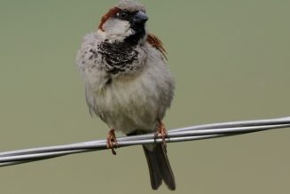 La UE ha perdido 600 millones de aves reproductoras desde 1980