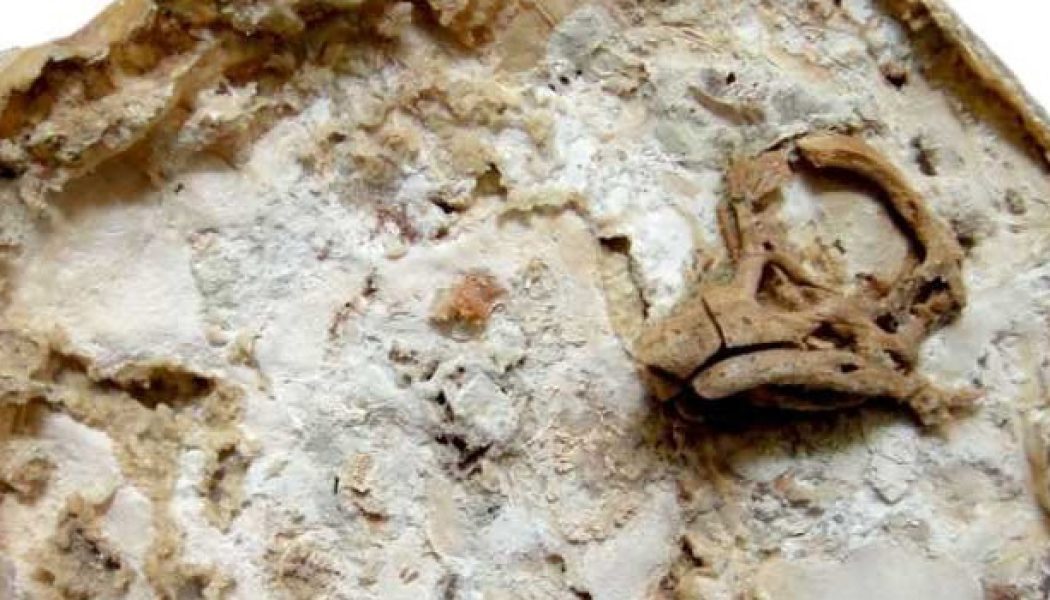 Restituyen un embrión de dinosaurio robado hace 20 años de un resto arqueológico