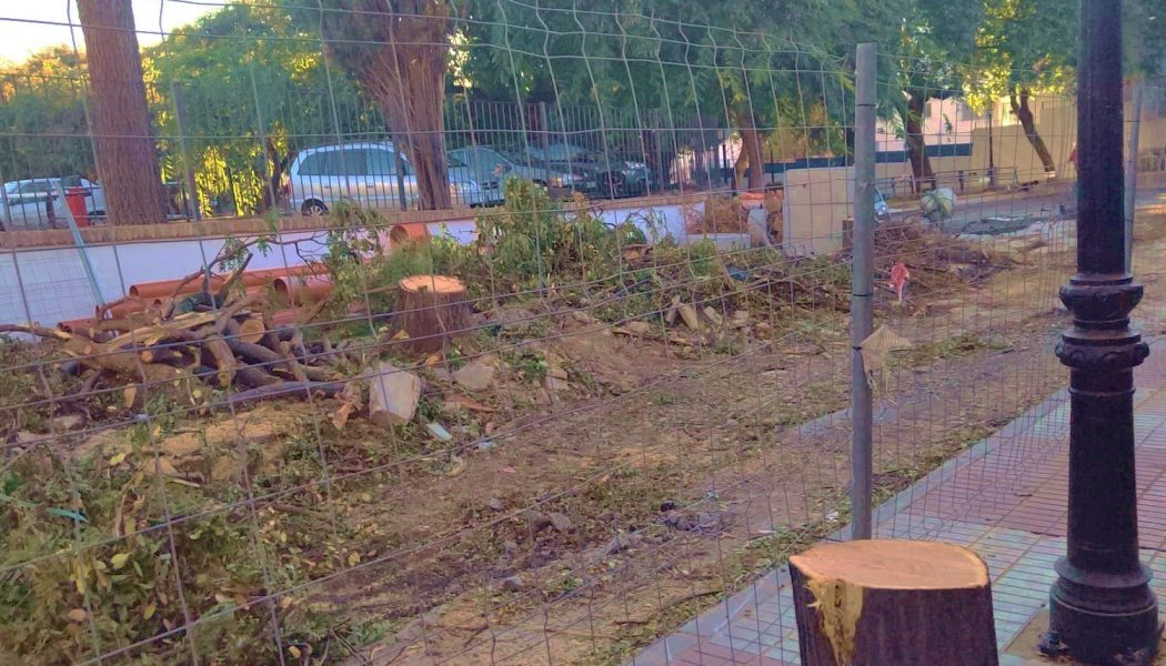 Impulsa Ciudad y Verdes Equo denunciarán las talas salvajes de arbolado urbano ejecutadas por el Ayuntamiento en Marbella