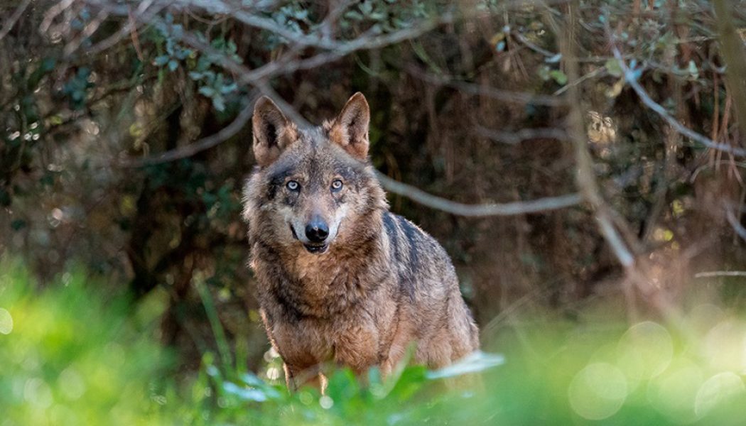 Por la protección del lobo en Andalucía