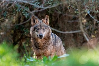 Por la protección del lobo en Andalucía