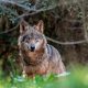 Por la protección del lobo en Andalucía