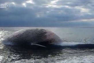 Los bomberos trabajan en el traslado de la ballena de Estepona