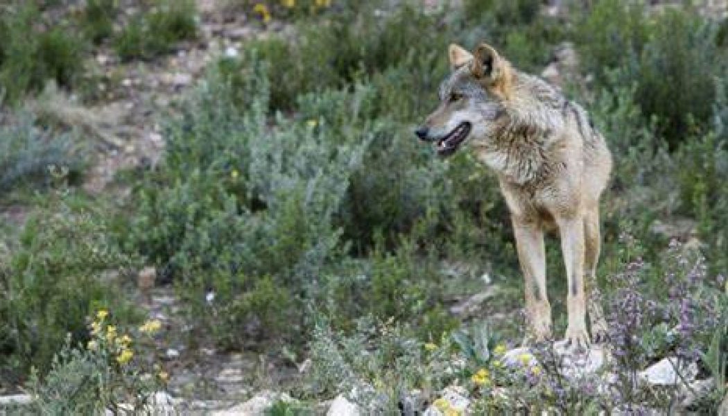 La Junta de Andalucía da como extinguido al lobo en Andalucía