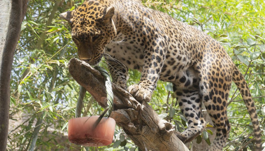 Los animales de Bioparc Fuengirola combaten el calor con sabrosos helados