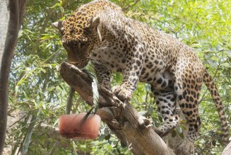 Los animales de Bioparc Fuengirola combaten el calor con sabrosos helados