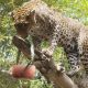 Los animales de Bioparc Fuengirola combaten el calor con sabrosos helados