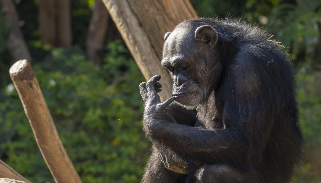 Julieta, el chimpancé atracción turística en los 70, feliz en Bioparc Fuengirola