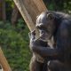 Julieta, el chimpancé atracción turística en los 70, feliz en Bioparc Fuengirola