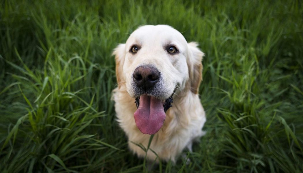 Leishmaniasis, uno de los principales riesgos de nuestro perro en verano