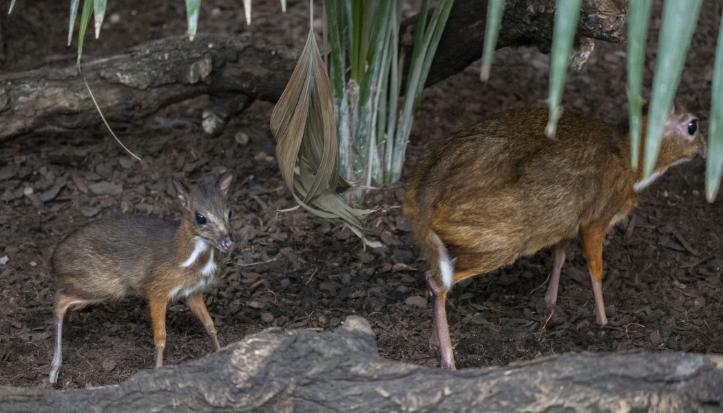 Un nuevo ciervo ratón, el rumiante más pequeño del mundo, nace en Bioparc Fuengirola