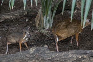 Un nuevo ciervo ratón, el rumiante más pequeño del mundo, nace en Bioparc Fuengirola