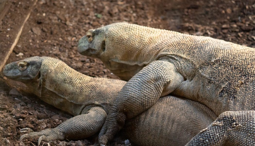 Ora, la hembra dragón de Komodo de Bioparc Fuengirola