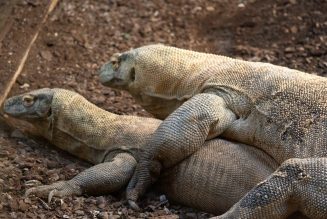 Ora, la hembra dragón de Komodo de Bioparc Fuengirola