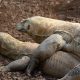 Ora, la hembra dragón de Komodo de Bioparc Fuengirola