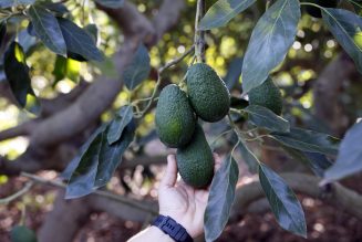 Huella Hídrica del aguacate y Huella de Carbono de TROPS