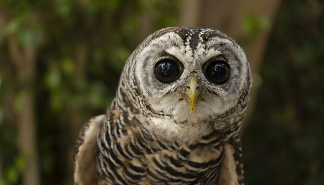 Bioparc Fuengirola conmemora el Día de las Aves acercando a los visitantes a este asombroso mundo con actividades  especiales