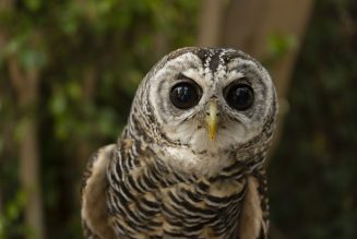 Bioparc Fuengirola conmemora el Día de las Aves acercando a los visitantes a este asombroso mundo con actividades  especiales