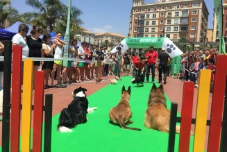 Vuelve Málaga Dog Party, la fiesta canina para fomentar la adopción de mascotas