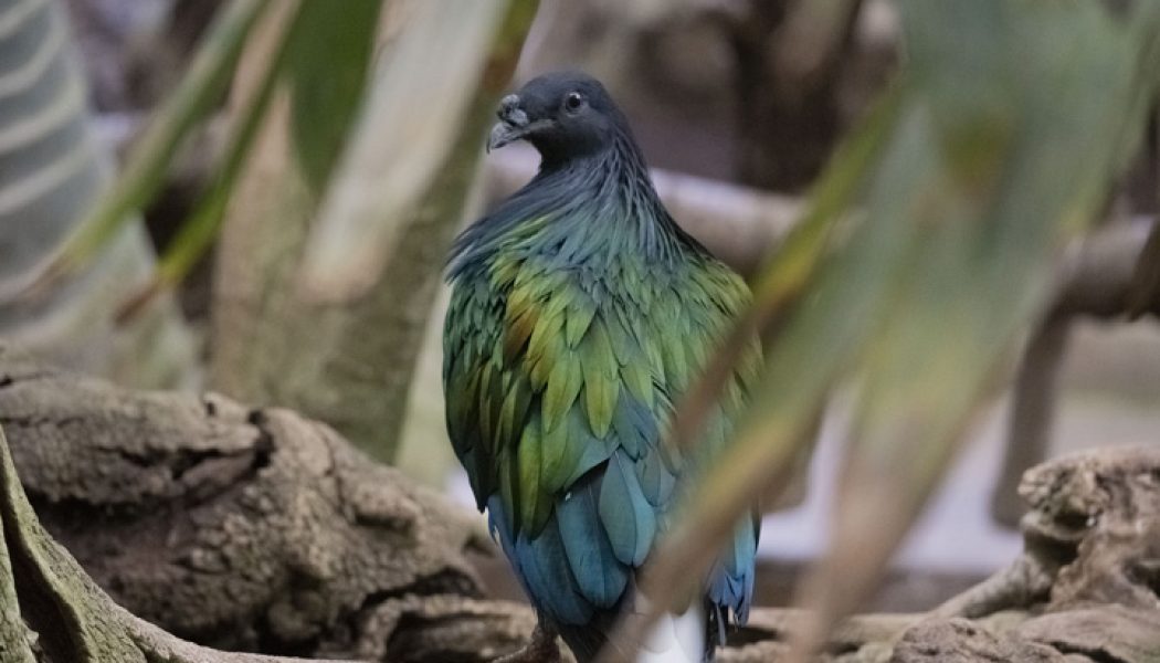 La paloma de Nicobar, pariente más cercano del extinto DODO