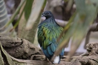 La paloma de Nicobar, pariente más cercano del extinto DODO