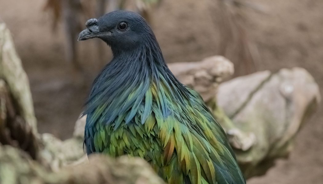 La Paloma de Nicobar, el pariente más cercano del extinto Dodo, en Bioparc Fuengirola