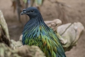 La Paloma de Nicobar, el pariente más cercano del extinto Dodo, en Bioparc Fuengirola