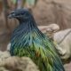 La Paloma de Nicobar, el pariente más cercano del extinto Dodo, en Bioparc Fuengirola