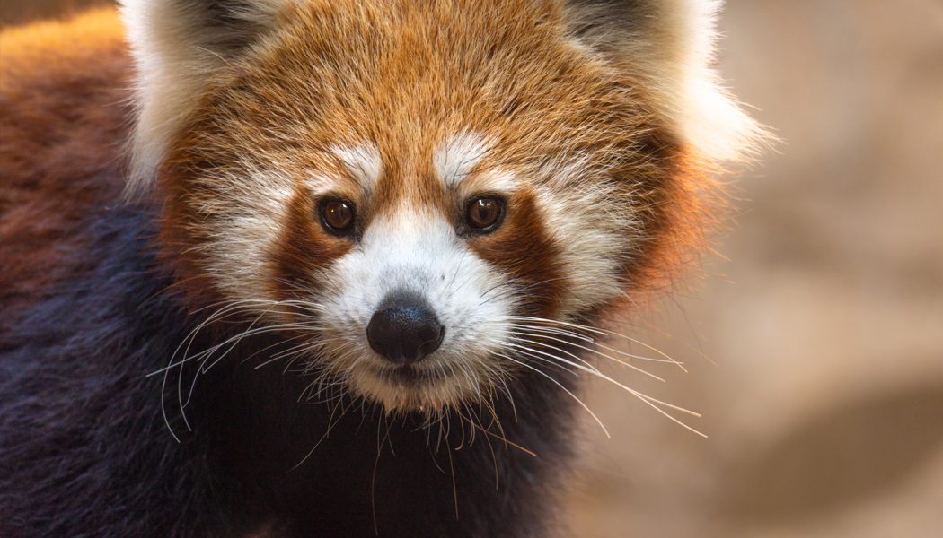 Bioparc Fuengirola: el Día Internacional del panda rojo