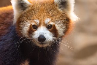 Bioparc Fuengirola: el Día Internacional del panda rojo