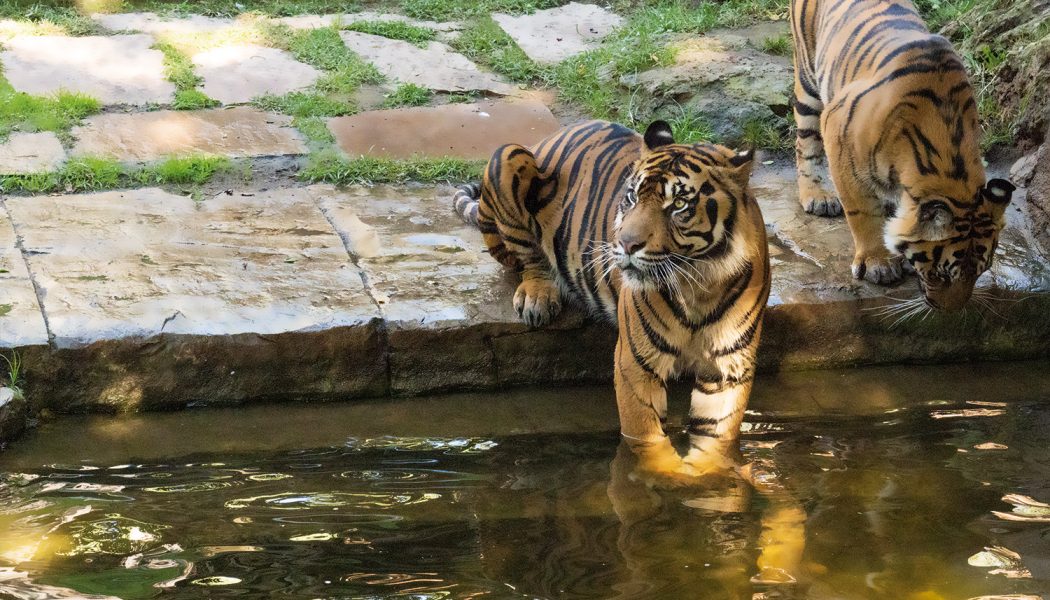 Bioparc Fuengirola enriquecen con feromonas a los tigres de Sumatra