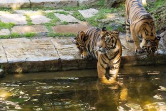 Bioparc Fuengirola enriquecen con feromonas a los tigres de Sumatra