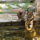 Bioparc Fuengirola enriquecen con feromonas a los tigres de Sumatra