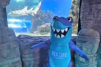 Sea Life Benalmádena presenta ‘Shark Life’ para concienciar sobre la conservación de los tiburones