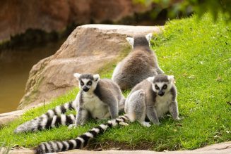 Bioparc Fuengirola incorpora más de diez actividades a su temporada de invierno