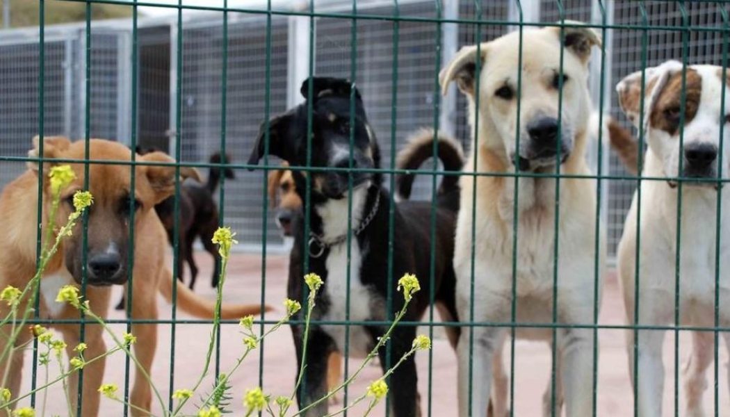 Crowdfunding para trasladar a perros a un refugio que los proteja de las inundaciones