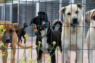 Crowdfunding para trasladar a perros a un refugio que los proteja de las inundaciones