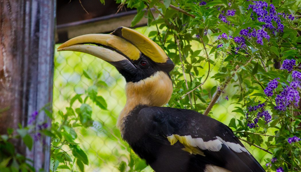 La familia de Bioparc Fuengirola crece con la llegada de una hembra de cálao bicorne