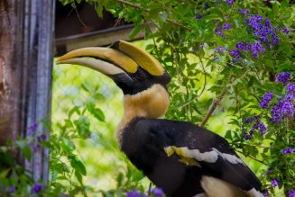 La familia de Bioparc Fuengirola crece con la llegada de una hembra de cálao bicorne