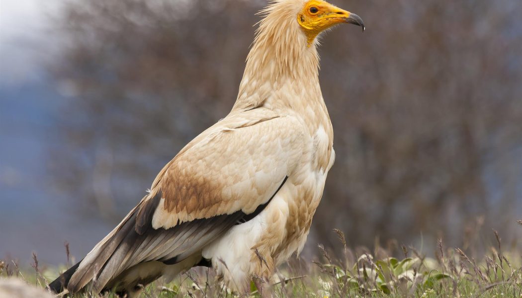 El aguilucho cenizo, el alimoche común y la ganga ibérica, especies candidatas a ‘Ave del año 2023’ de SEO/BirdLife