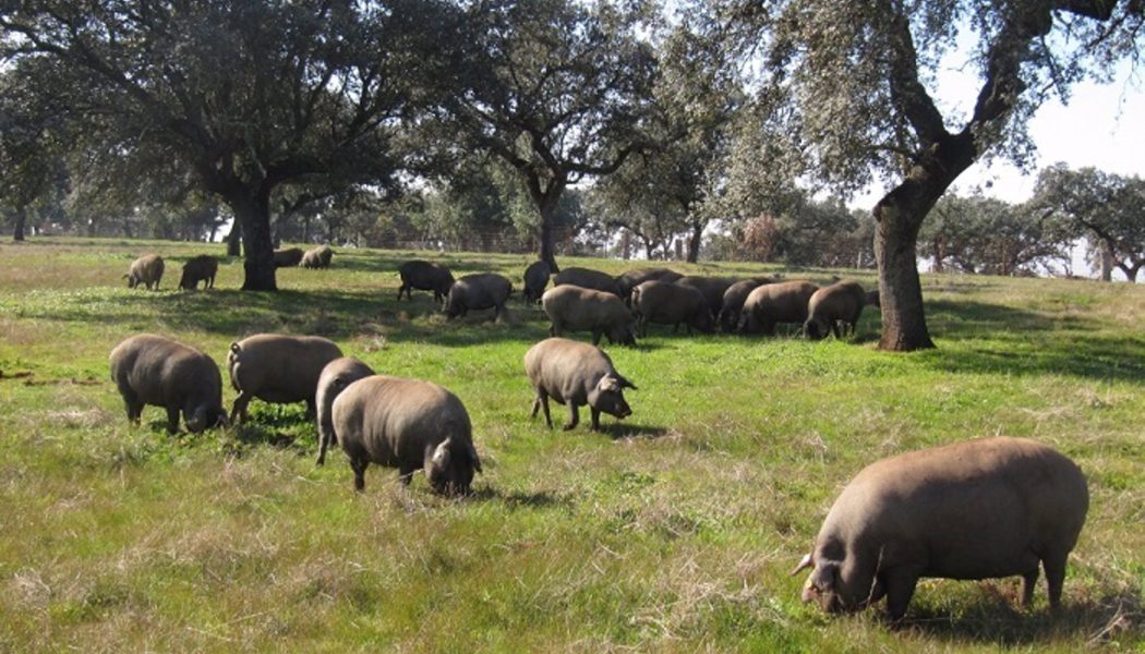 El porcino ibérico pide cambios en los criterios para que las ayudas lleguen a las pymes