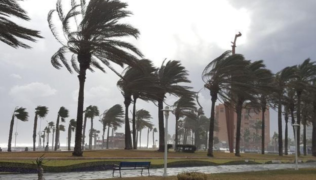 El viento provoca la caída de un árbol y deja dos heridos en Málaga