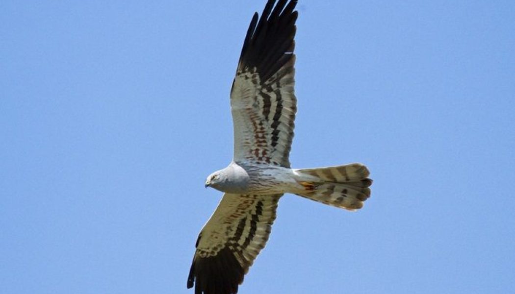 El aguilucho cenizo, elegido Ave del Año 2023 en España por votación popular